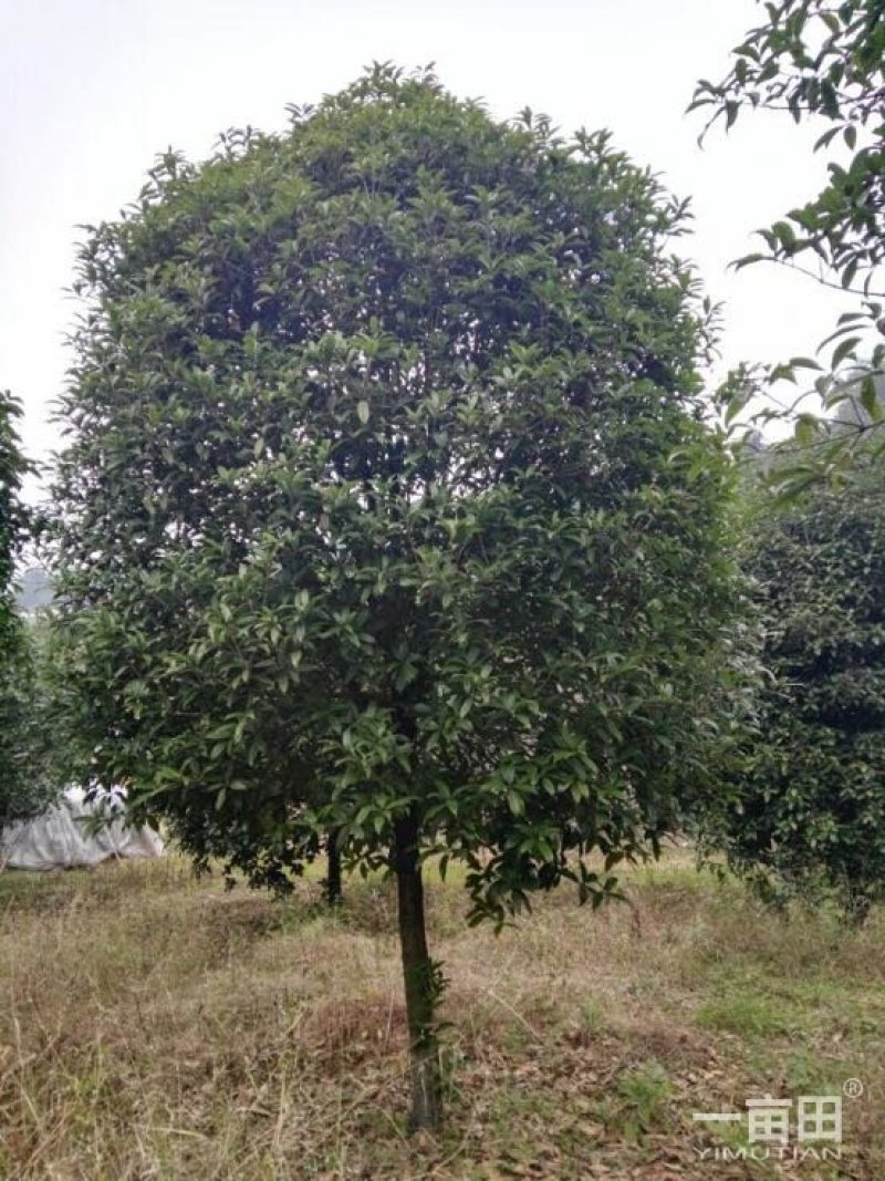 精品桂花树小苗~30树形好