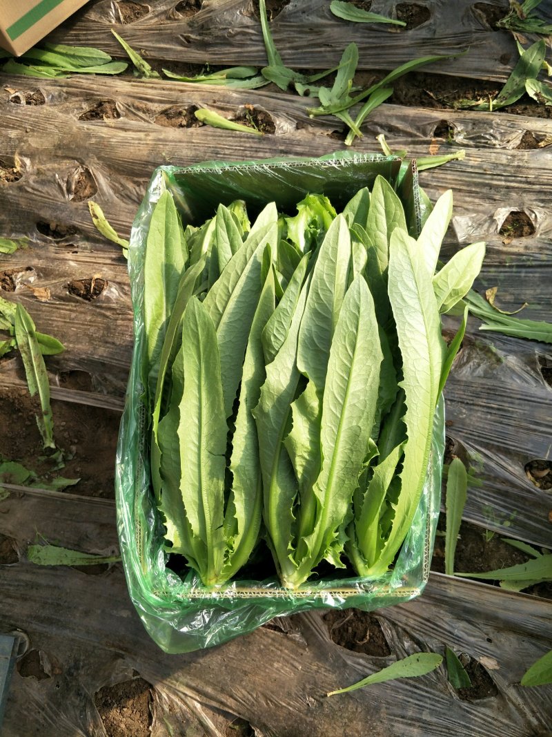 叶菜产地供货