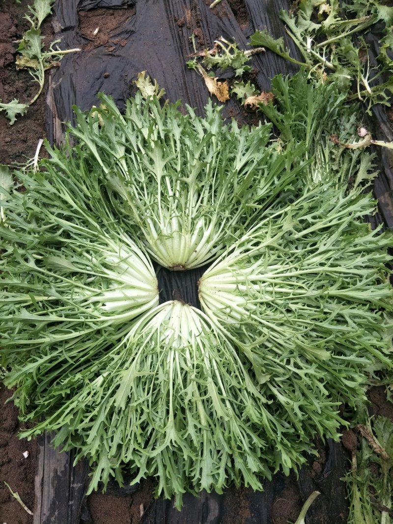 叶菜产地供货