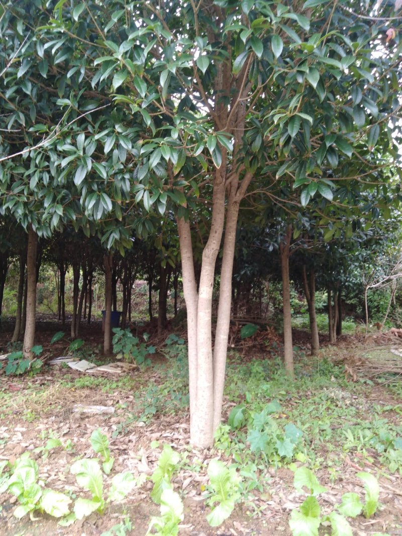精品桂花树小苗~30cm树形好