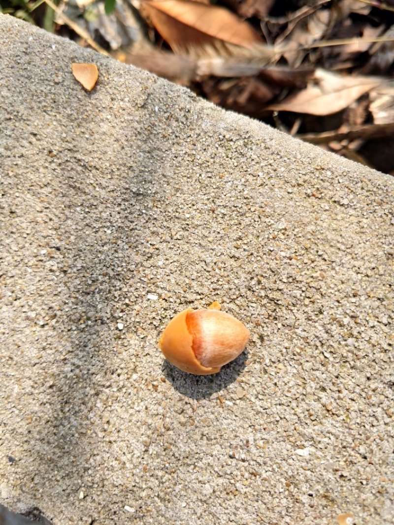 银杏果