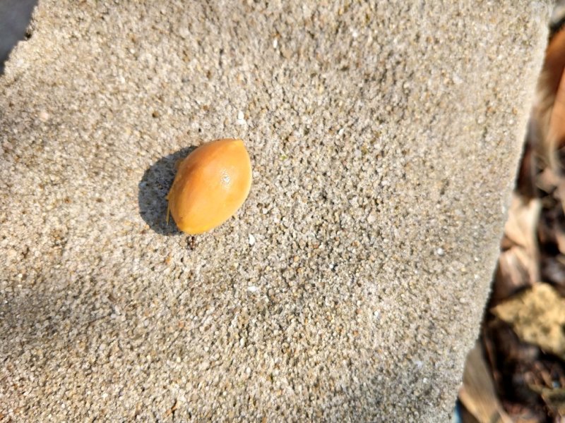 银杏果