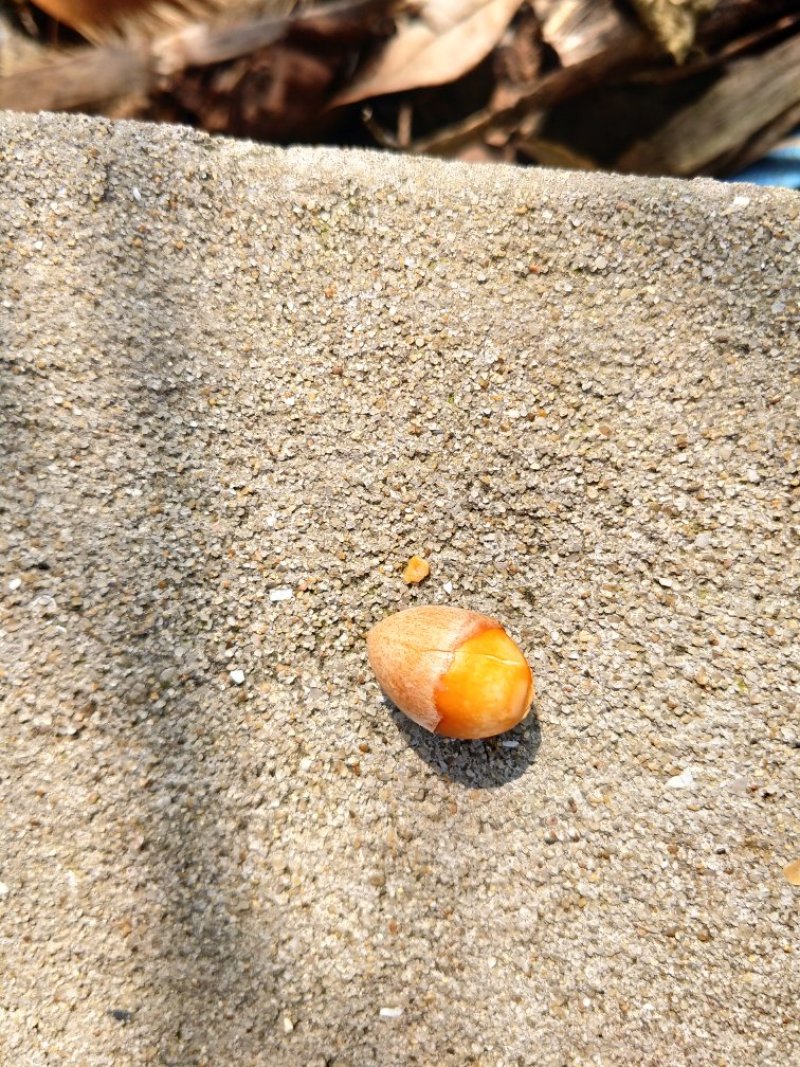 银杏果