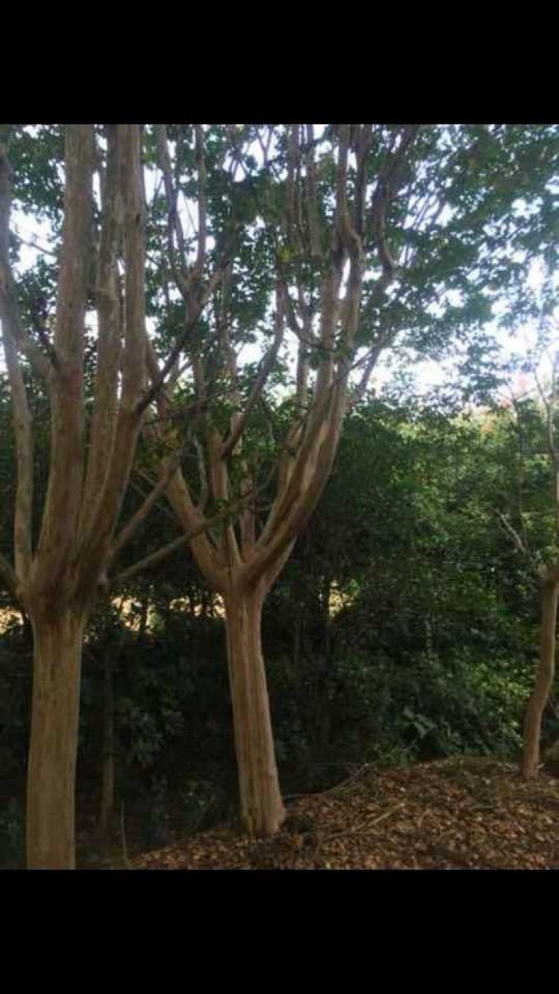 精品紫微小苗～30cm高开枝树形好