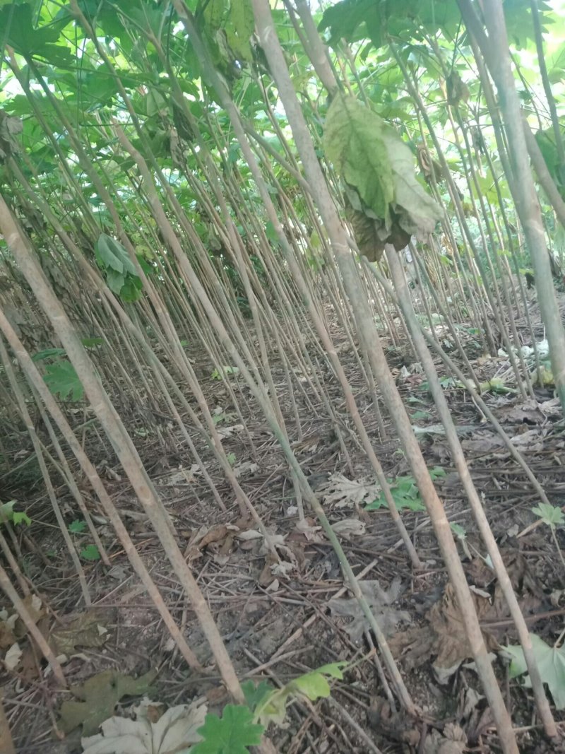 通草