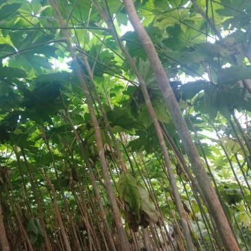 通草