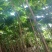 通草