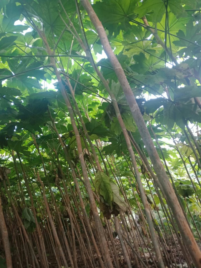 通草