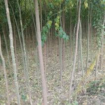 山西临猗县丝棉木绿化苗木大量供应，欢迎有需要的前来选购