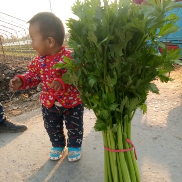 滑县芹菜，60公分以上，有需要的大量有货啊，