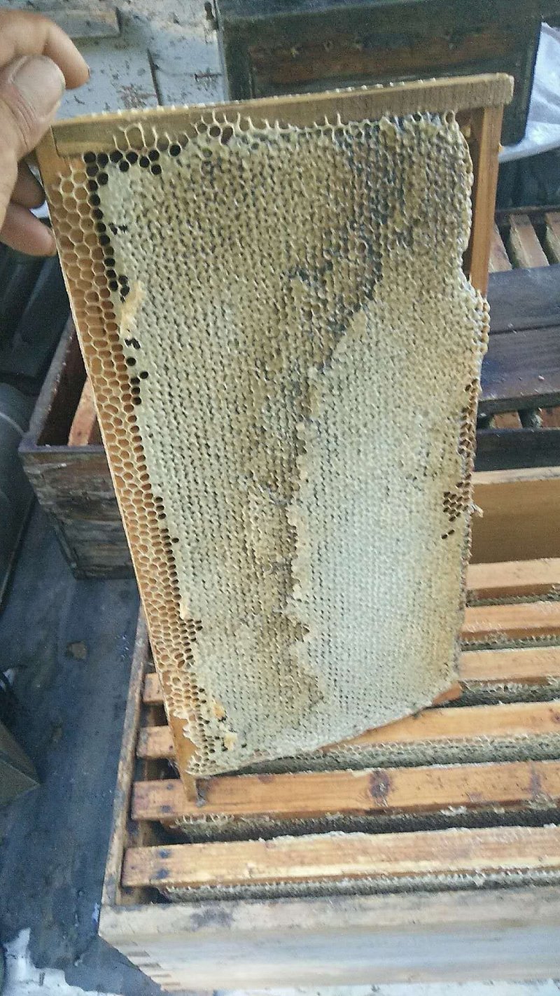 嚼着吃的老蜂巢蜜假一陪十