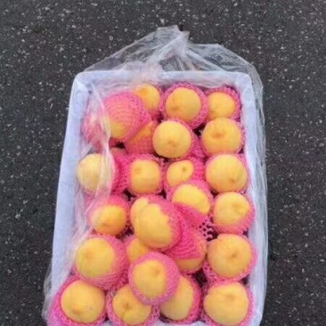 黄金蜜