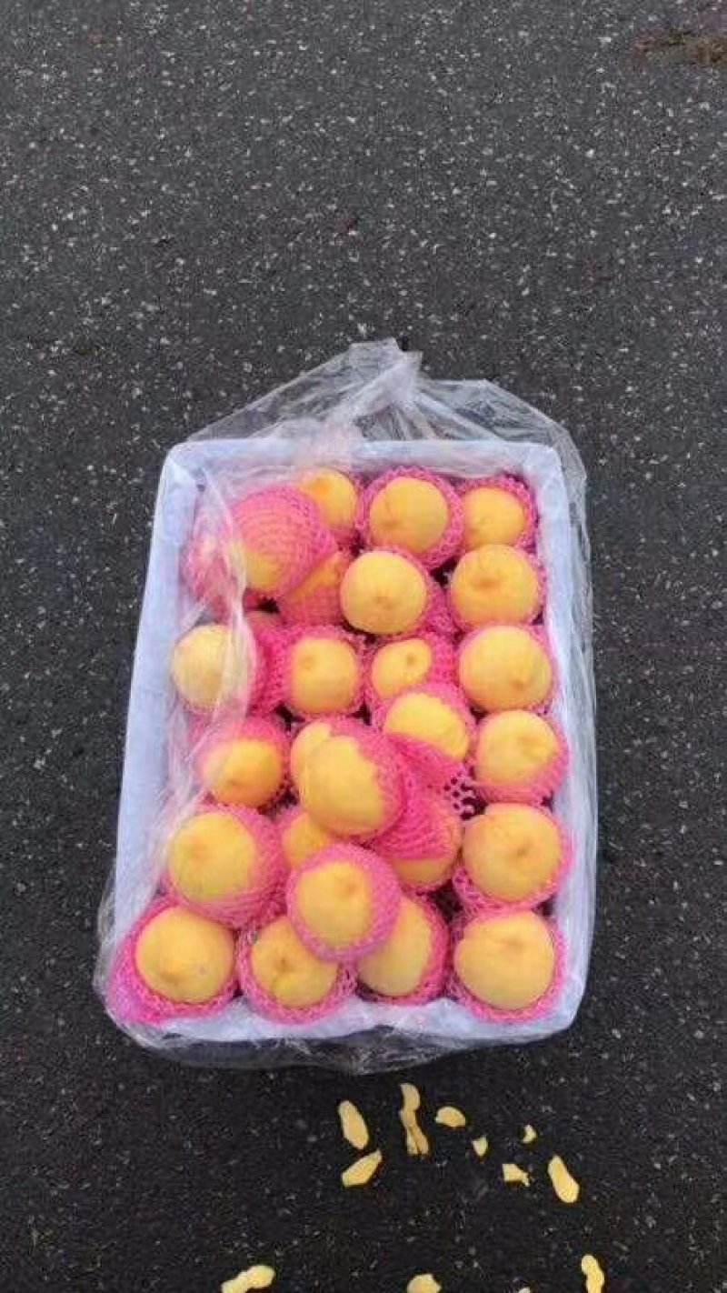 黄金蜜