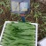 精品油麦菜，产地直供，质量好，价格优，大量供货