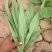精品油麦菜，产地直供，质量好，价格优，大量供货