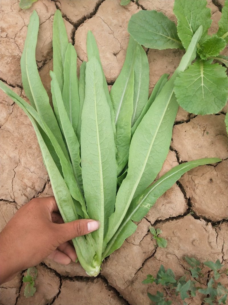 精品油麦菜，产地直供，质量好，价格优，大量供货