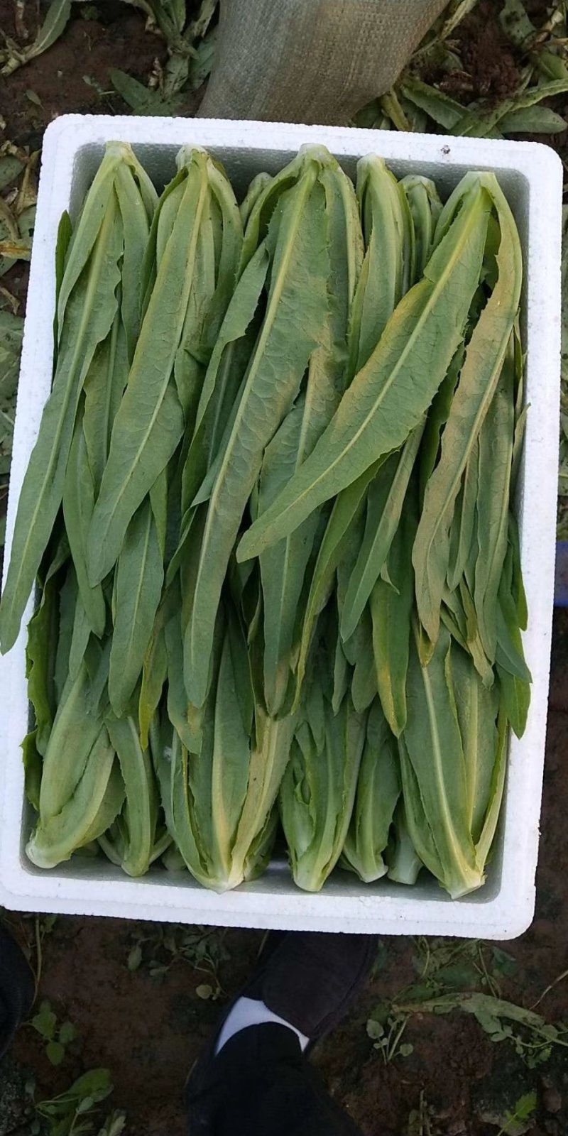 精品油麦菜，产地直供，质量好，价格优，大量供货