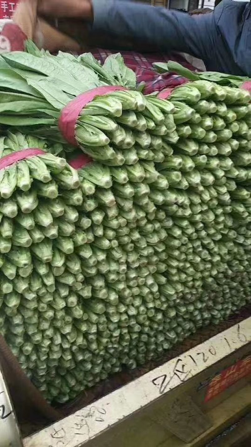 精品油麦菜，产地直供，质量好，价格优，大量供货
