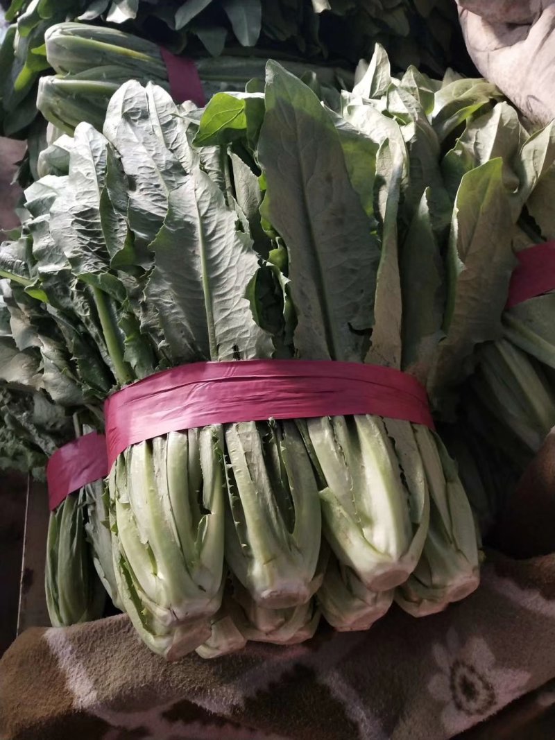 精品油麦菜，产地直供，质量好，价格优，大量供货