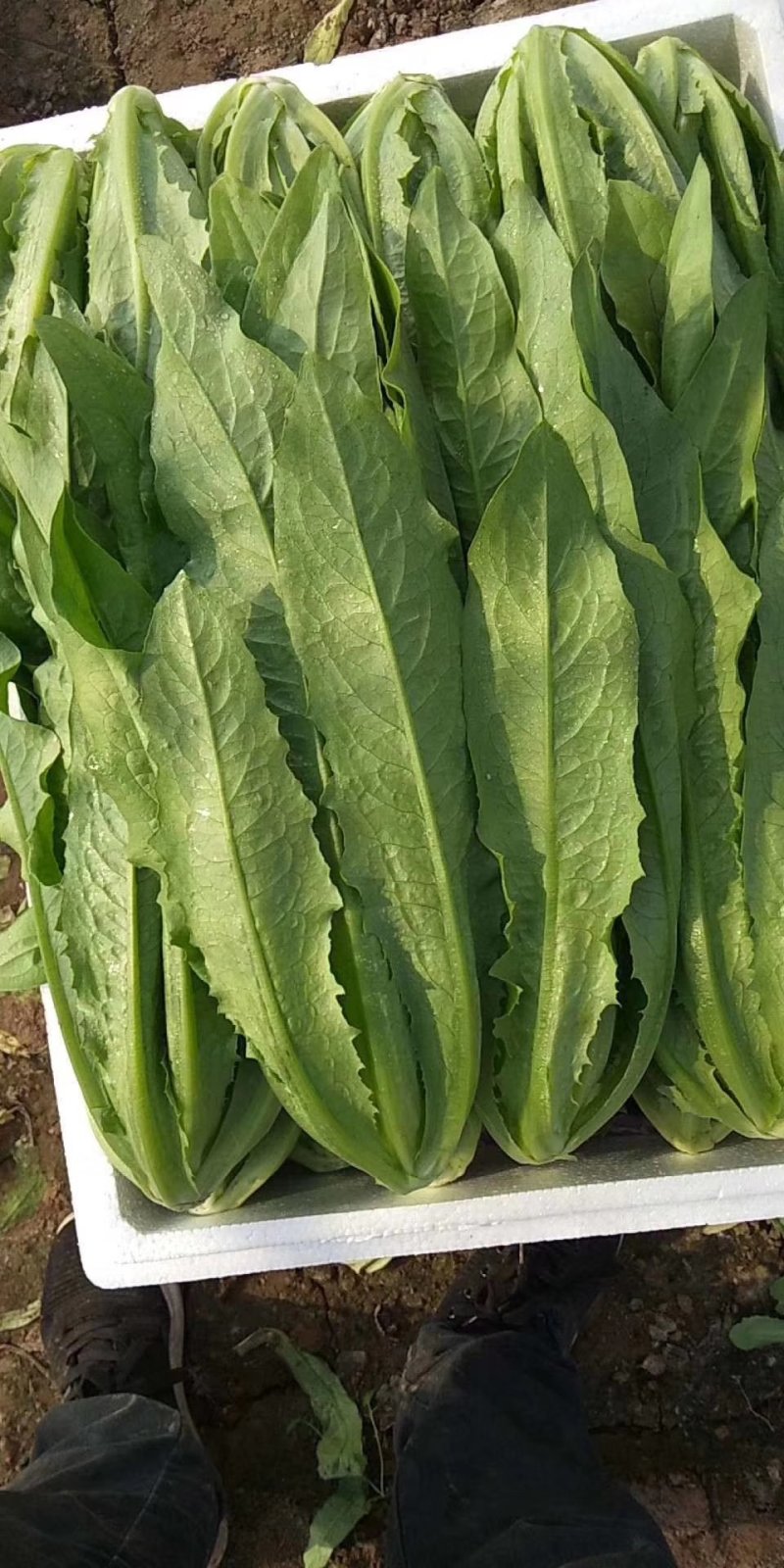 精品油麦菜，产地直供，质量好，价格优，大量供货