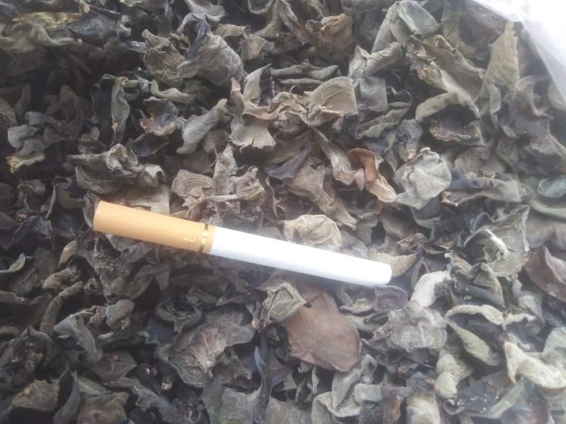 木耳