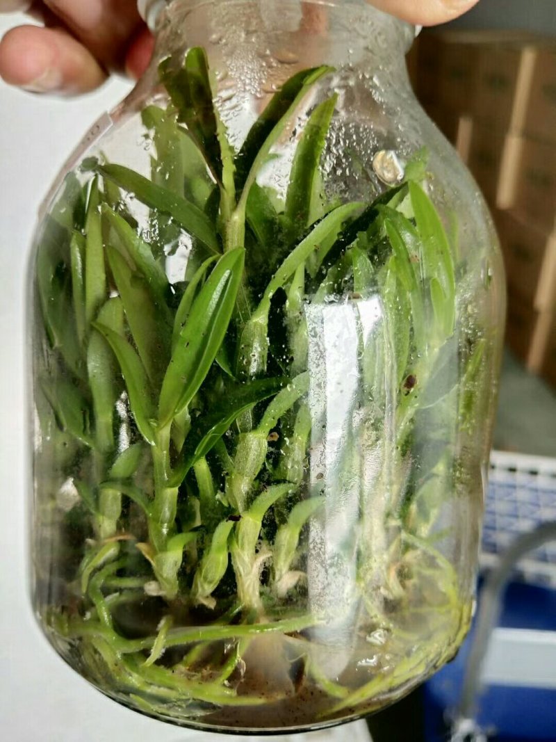 雁荡山（红杆软脚）铁皮石斛瓶苗
