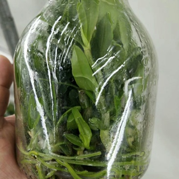 雁荡山（红杆软脚）铁皮石斛瓶苗