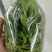 雁荡山（红杆软脚）铁皮石斛瓶苗