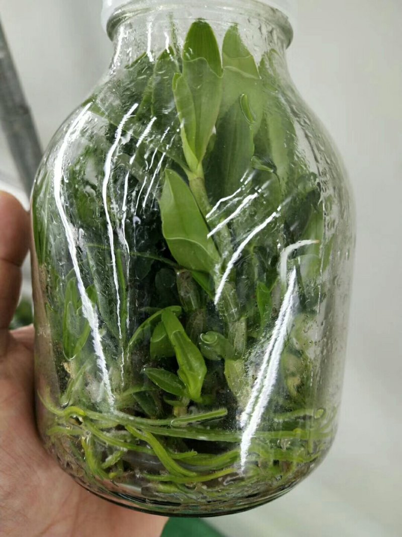 雁荡山（红杆软脚）铁皮石斛瓶苗