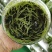 雁荡山（红杆软脚）铁皮石斛瓶苗