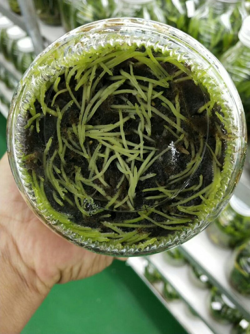 雁荡山（红杆软脚）铁皮石斛瓶苗