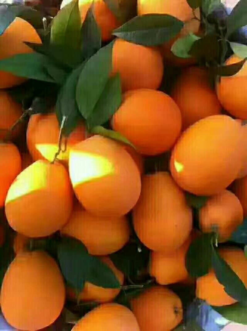 脐橙