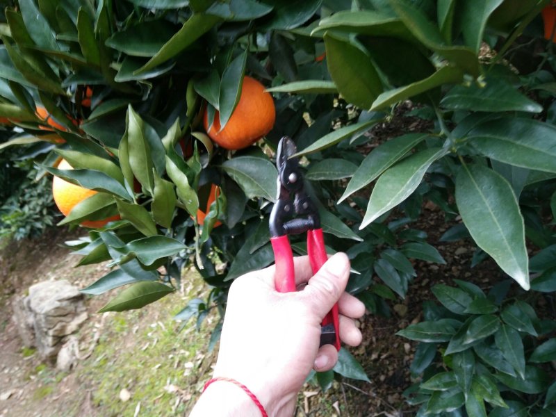 脐橙
