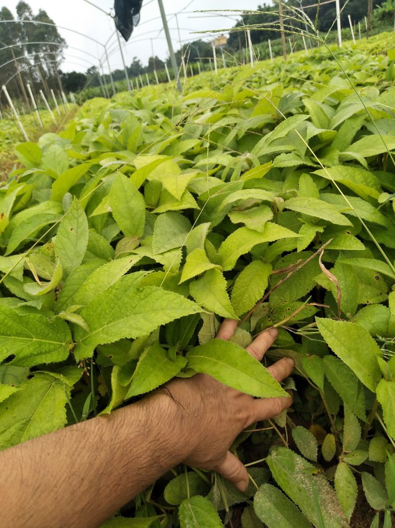 优质五指毛桃苗！杯苗，地苗都有