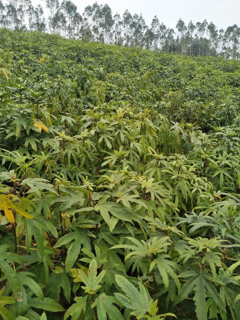 优质五指毛桃苗！杯苗，地苗都有