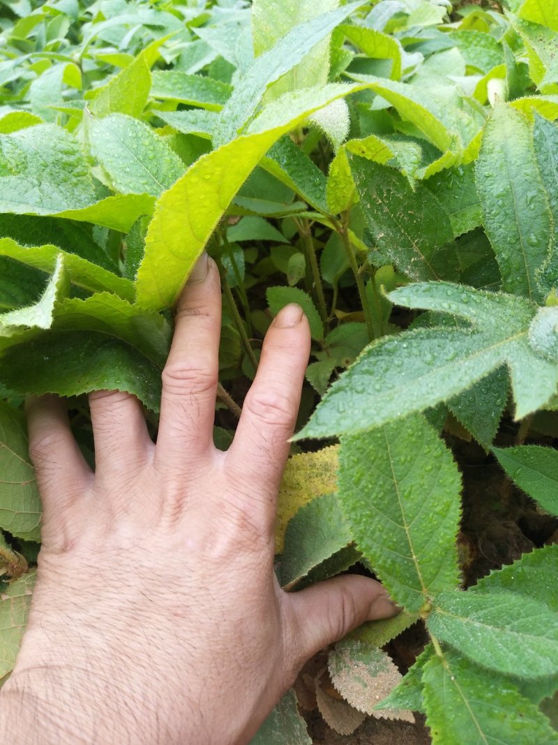 优质五指毛桃苗！杯苗，地苗都有