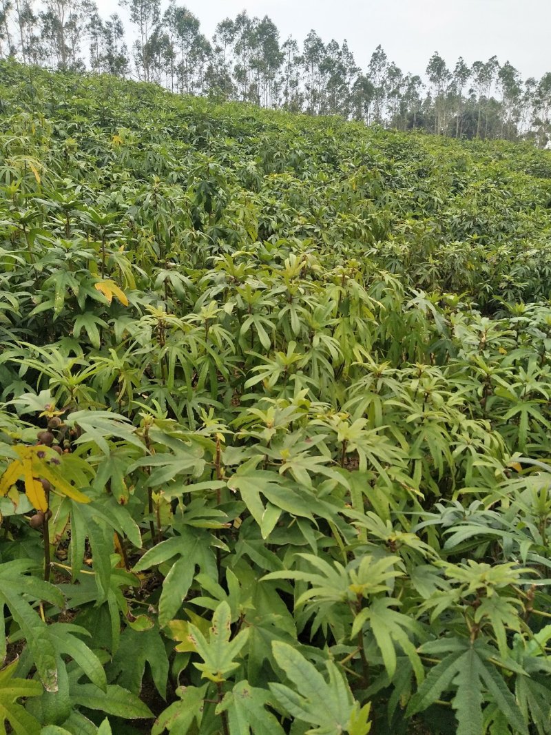 优质五指毛桃苗！杯苗，地苗都有