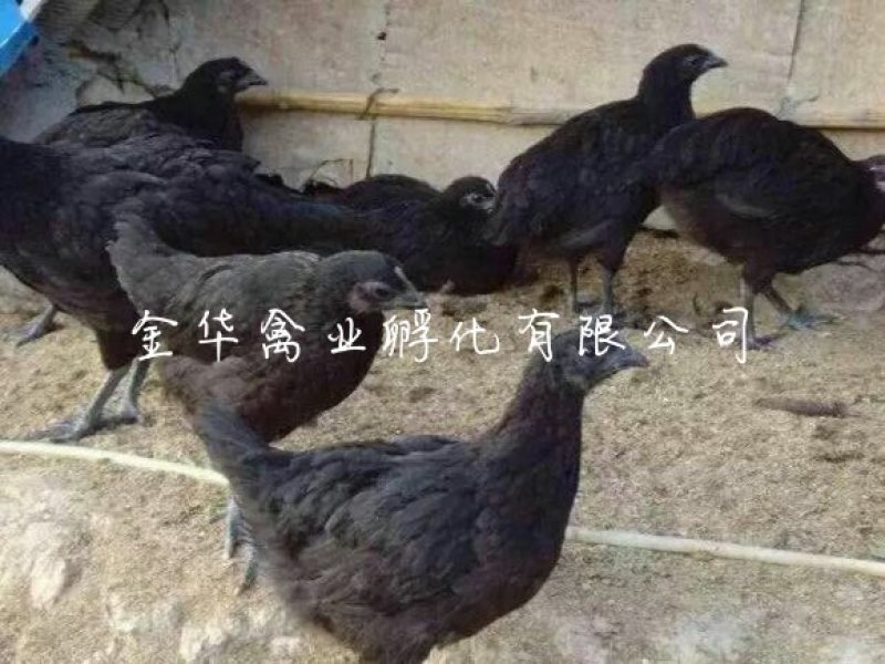 五黑一绿鸡苗