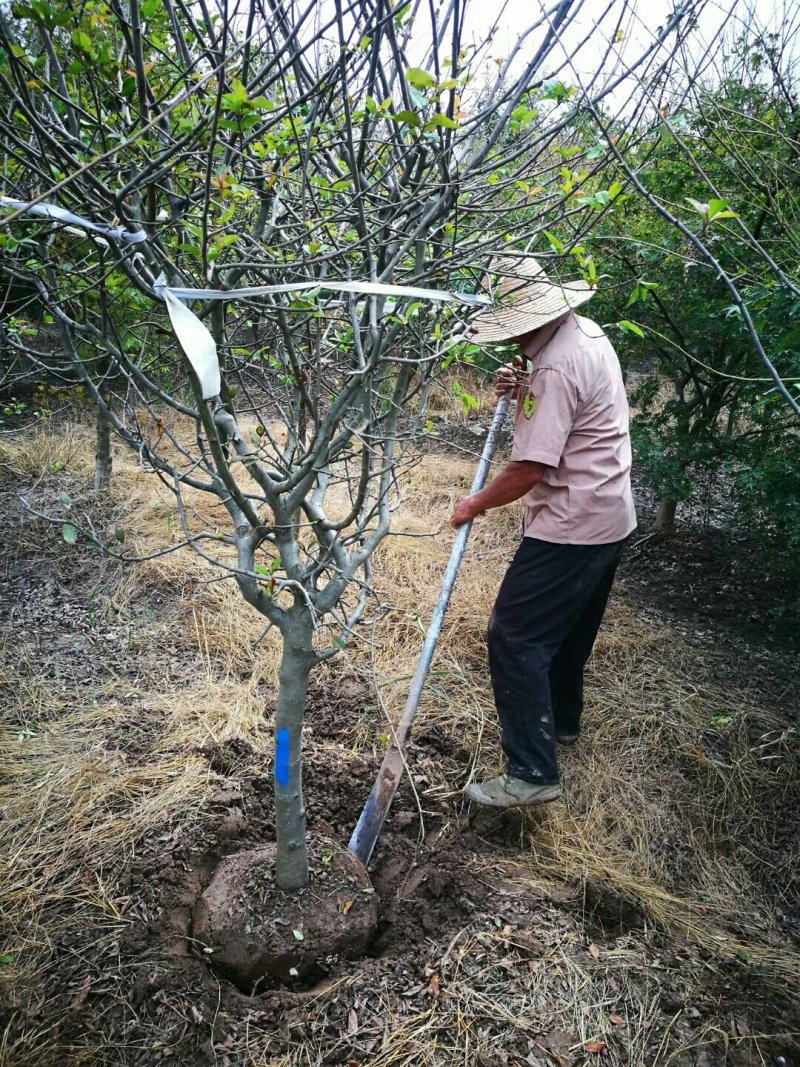 600亩垂丝海棠开园出圃，规格全面，品种优良，低价供应