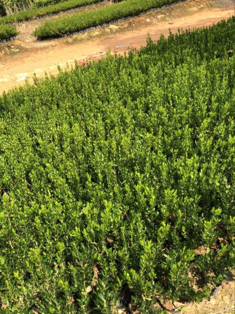 黄杨苗10~20cm雀舌黄杨造型盆景