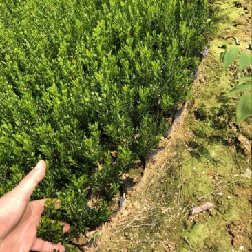 黄杨苗10~20cm雀舌黄杨造型盆景