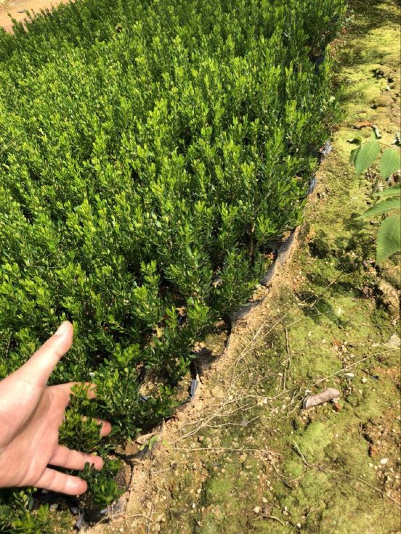 黄杨苗10~20cm雀舌黄杨造型盆景
