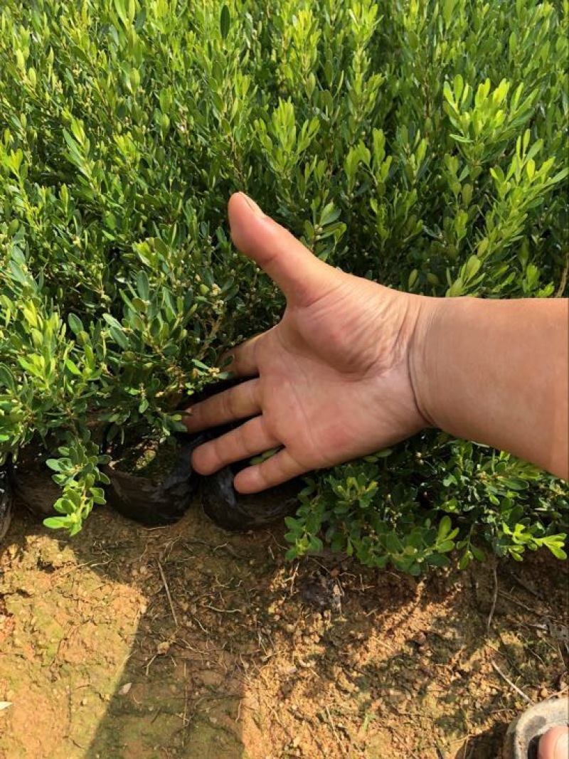 黄杨苗10~20cm雀舌黄杨造型盆景