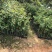 黄杨苗10~20cm雀舌黄杨造型盆景