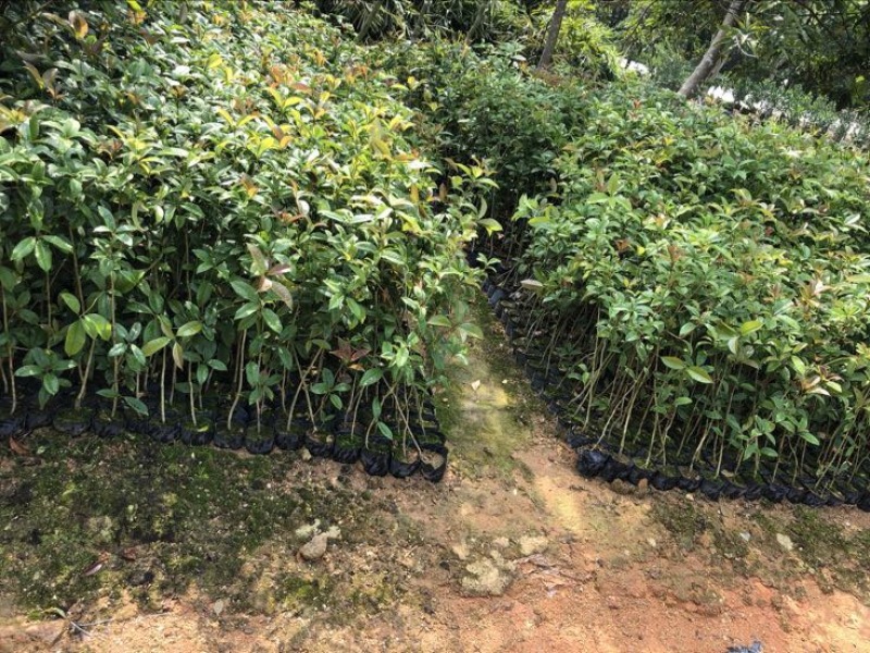 黄杨苗10~20cm雀舌黄杨造型盆景