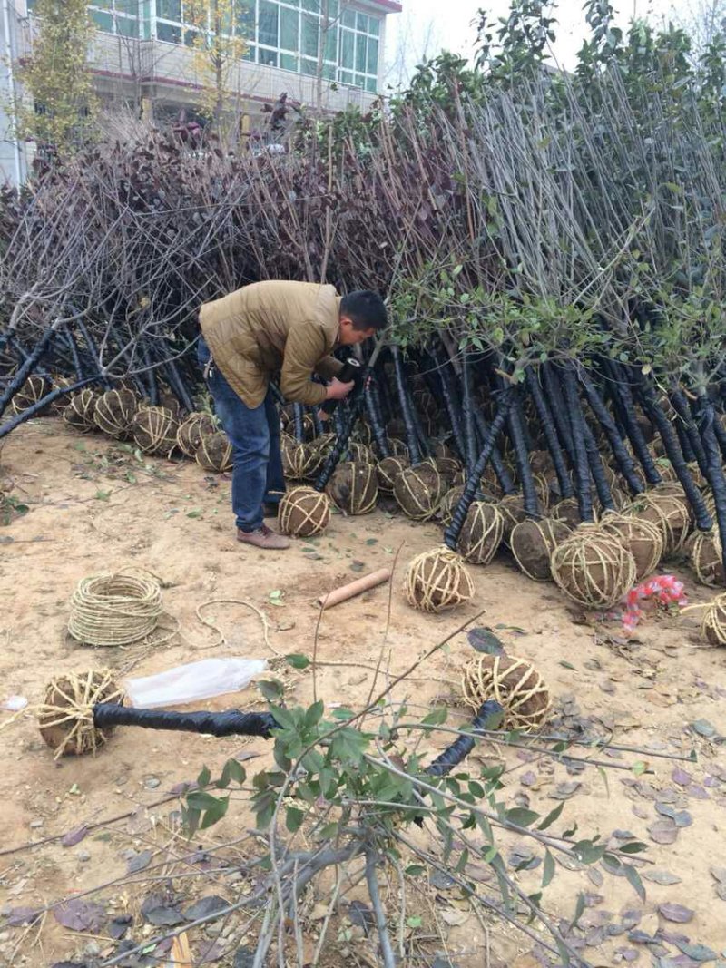 西府海棠种植大户低价供应3—12公分西府海棠