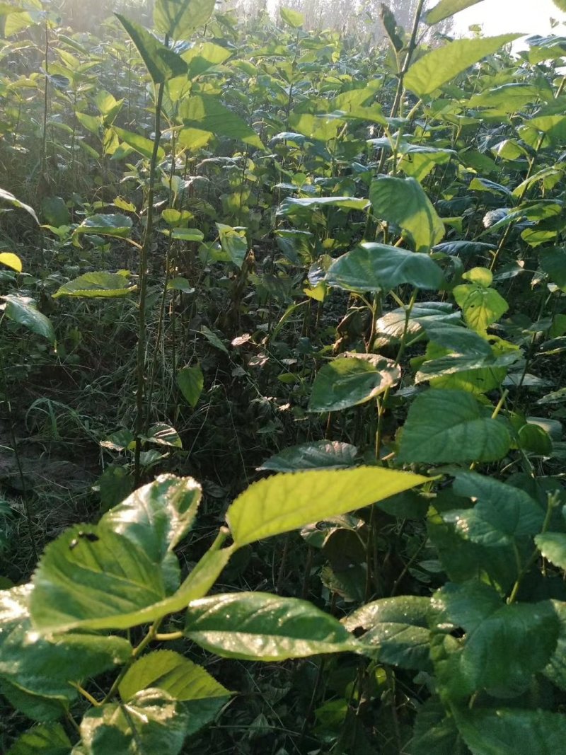 野生桑树苗，黑珍珠嫁接苗