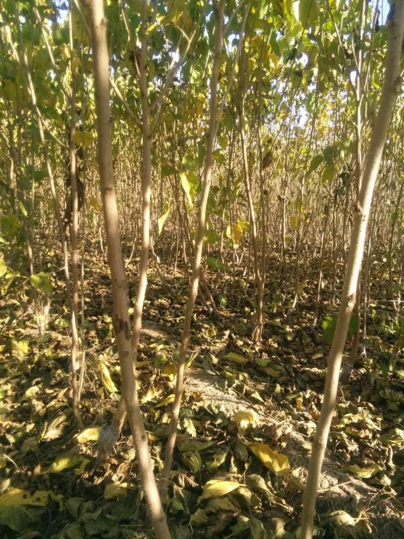 野生桑树苗，黑珍珠嫁接苗