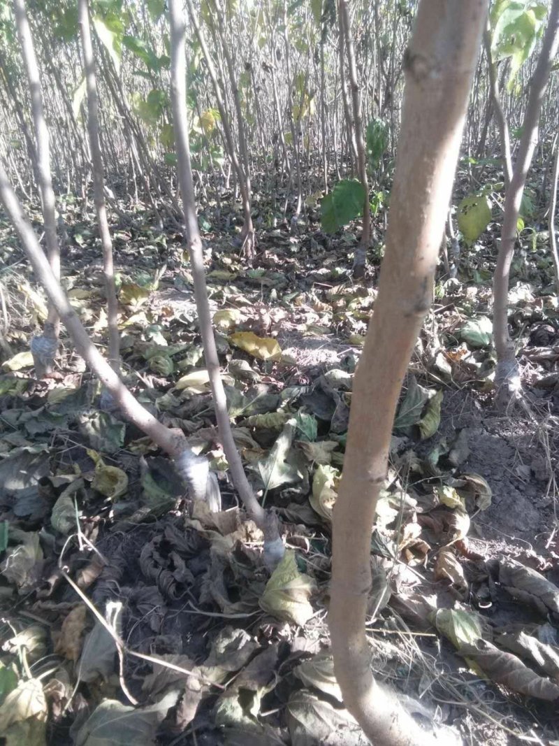 野生桑树苗，黑珍珠嫁接苗