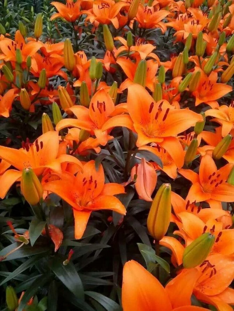 百合